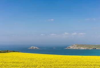 The stunning spring flowers that draw visitors to Crantock every year, they are simply breathtaking. 