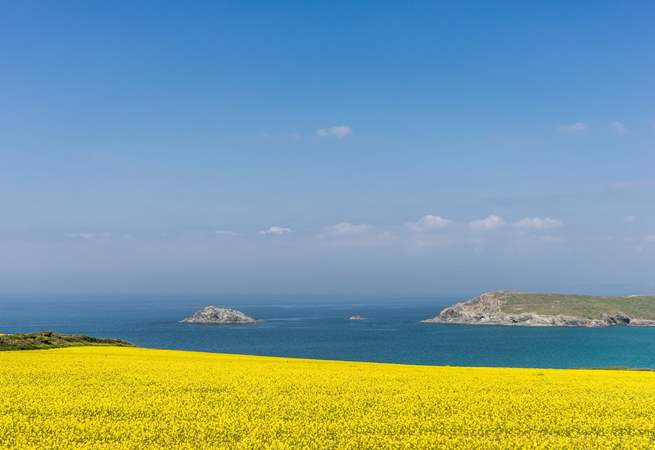 The stunning spring flowers that draw visitors to Crantock every year, they are simply breathtaking. 