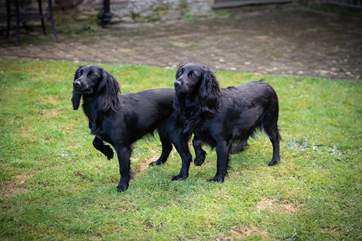 Your four-legged friends are very welcome.