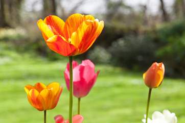 The garden is full of seasonal colour.