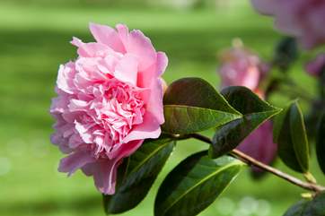 The gardens are full of beautiful blooms.