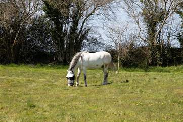 The resident horse may say hello but please do not feed him.