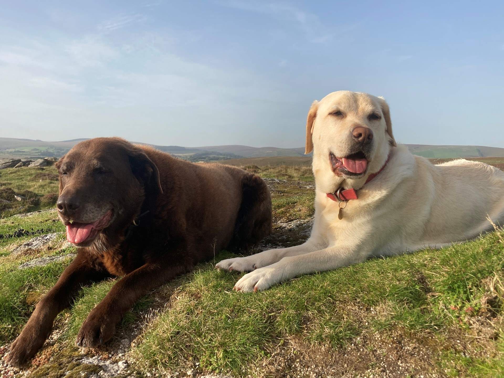 Dogs are very special guests at The Shippon at Oldsbrim, so much so, your first dog is welcomed free of charge.