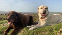 Dogs are very special guests at The Shippon at Oldsbrim, so much so, your first dog is welcomed free of charge.