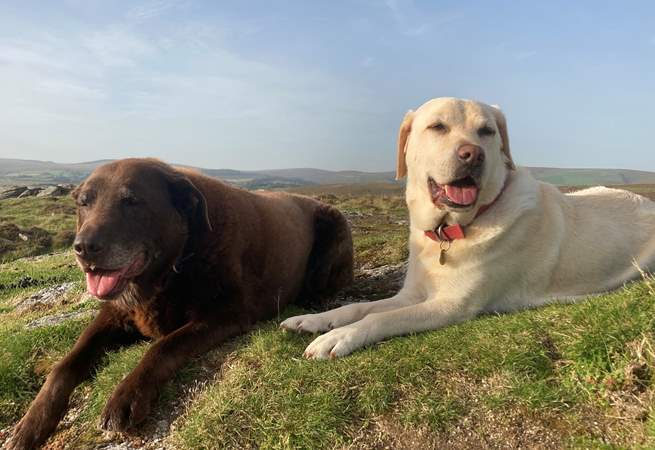 Dogs are very special guests at The Shippon at Oldsbrim, so much so, your first dog is welcomed free of charge.