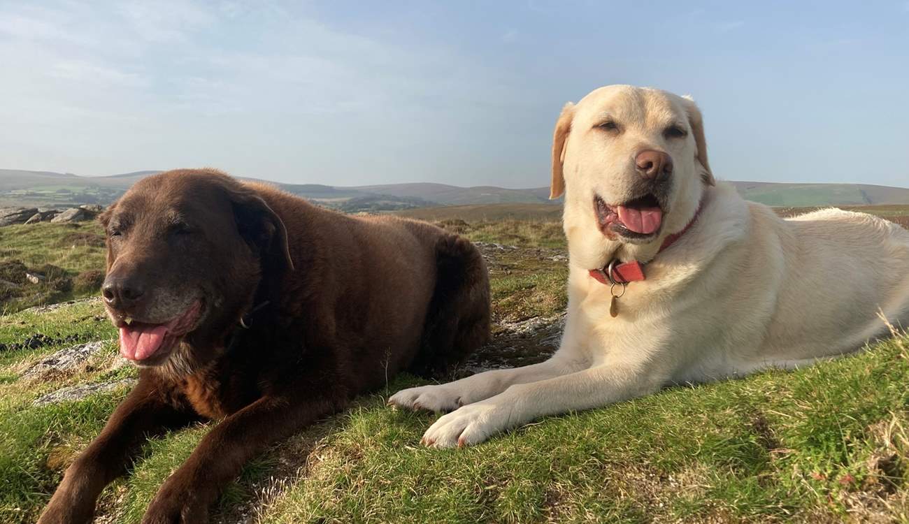 Dogs are very special guests at The Shippon at Oldsbrim, so much so, your first dog is welcomed free of charge.