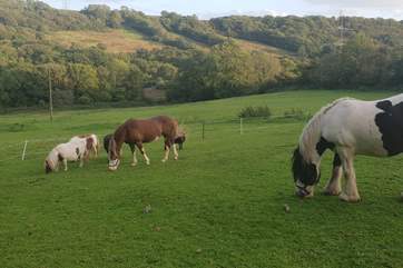 Beautiful horses grazing close by.