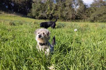 There is a field next to Anella where your dogs can have a run around and make sure you keep a quiet look out for deer.