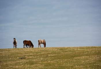 The moorland ponies are sure to make an appearance during your stay.