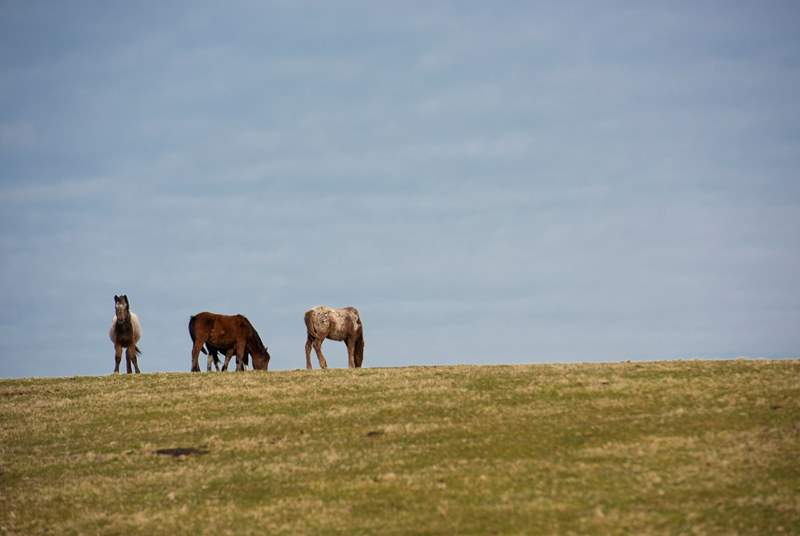 The moorland ponies are sure to make an appearance during your stay.
