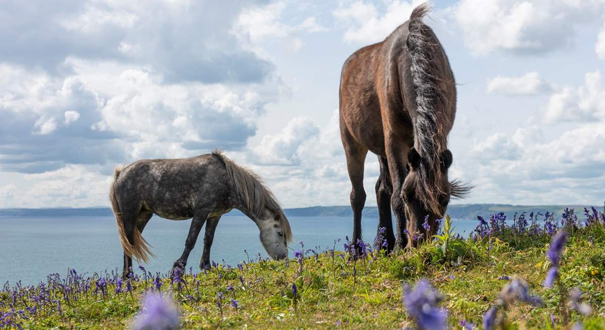 The ponies are likely to pass in front of the window.