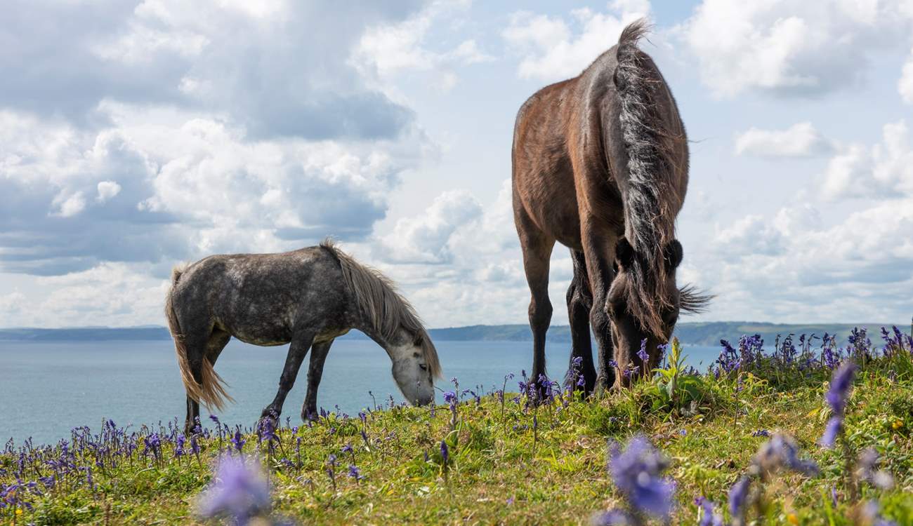 The ponies are likely to pass in front of the window.