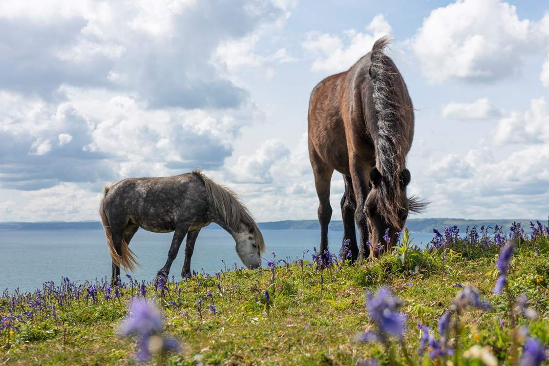 The ponies are likely to pass in front of the window.