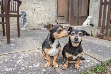 St Andrews welcomes your furry friends to join on your Classic holiday!