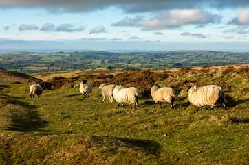 Beautiful Dartmoor is a short drive away.