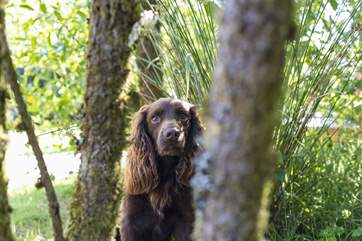 Your dog is more than welcome to join you.