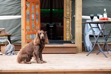 Your four-legged friend is welcome to join you!