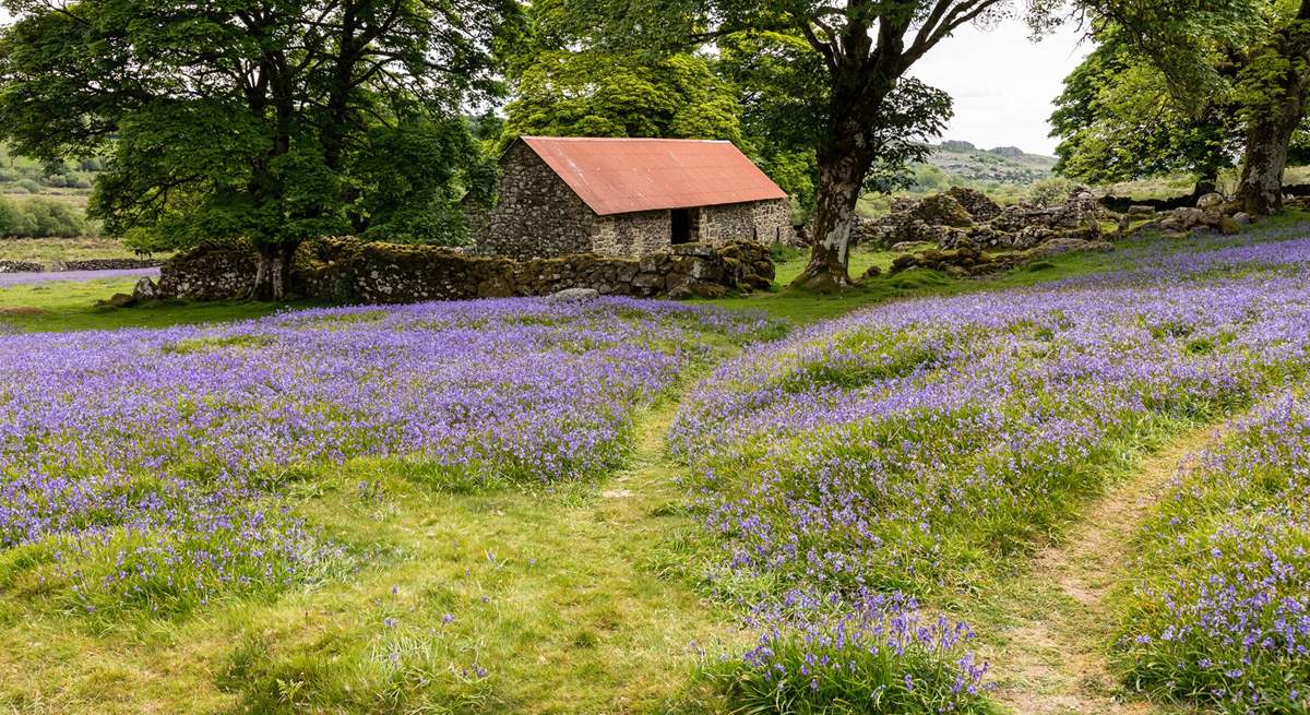 Dartmoor is pretty at any time of year.