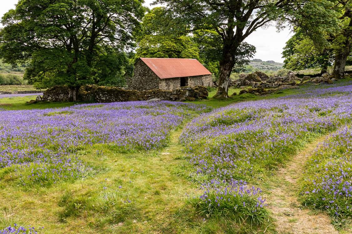Dartmoor is pretty at any time of year.