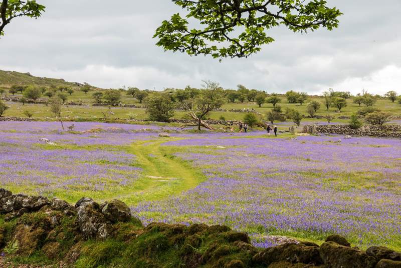 Lace up your walking boots for a Dartmoor adventure.