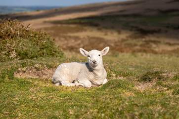 Cuteness overload on Dartmoor.
