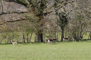 You may see a herd of deer that often graze the farmland.