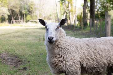 Hello! I graze in the fields opposite The Homestead.