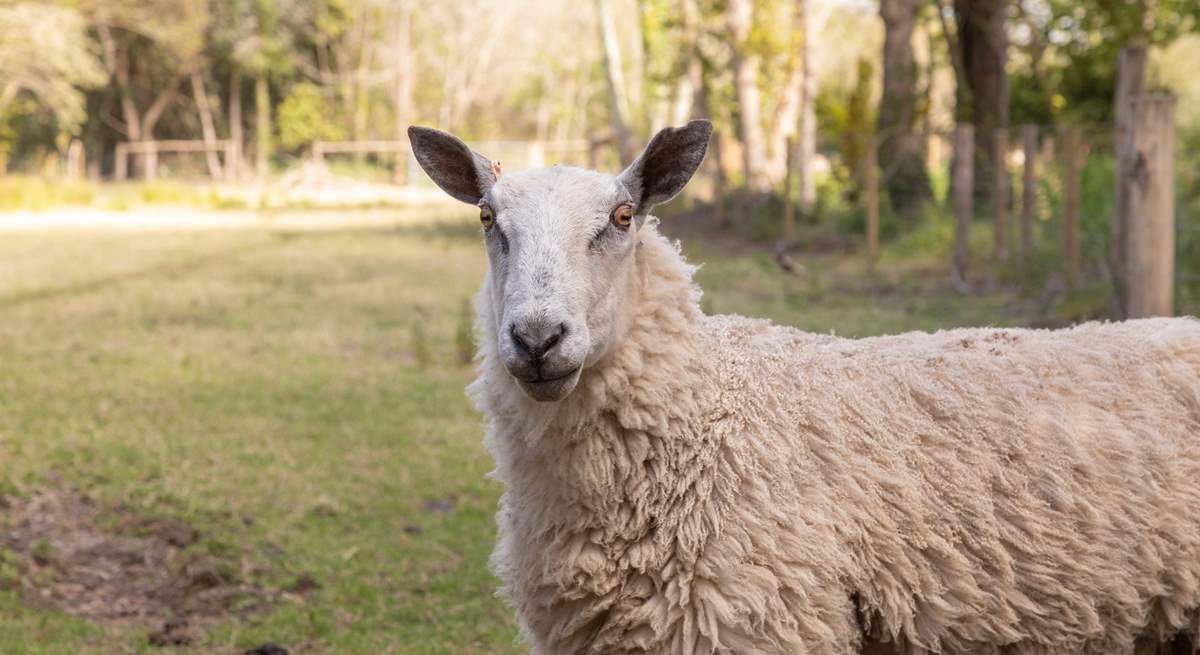 Hello! I graze in the fields opposite The Homestead. 