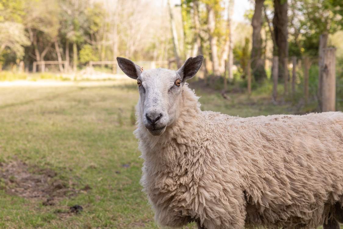 Hello! I graze in the fields opposite The Homestead.