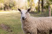 Hello! I graze in the fields opposite The Homestead.