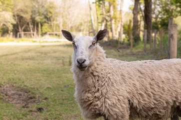Hello! I graze in the fields opposite The Homestead.
