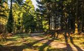 Bring your walking boots and explore Bishops Wood in Wadebridge, it is truly beautiful.  - Thumbnail Image