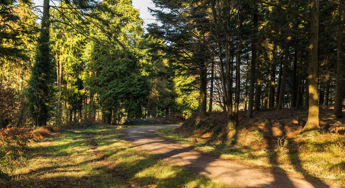 Bring your walking boots and explore Bishops Wood in Wadebridge, it is truly beautiful. 