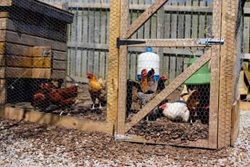 The girls are there for you to enjoy and will supply those essential morning eggs. Please do not worry they are very quiet and will be looked after before the early bird of the family rises.