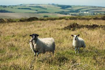 Inquisitive locals!