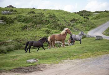 Dartmoor is such a magical place. Meandering through and around the Dartmoor ponies is a memory you will treasure.