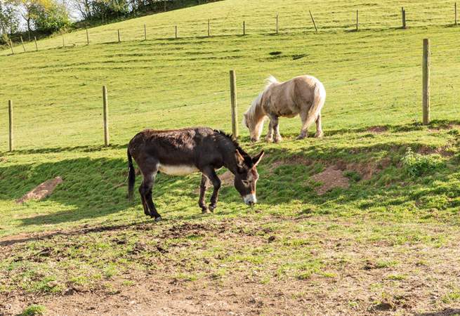 Meet Dusty and Silver. such a comical couple.