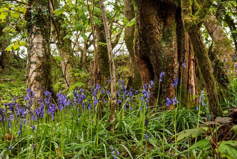 The woodland walk is full of bluebells in the spring.