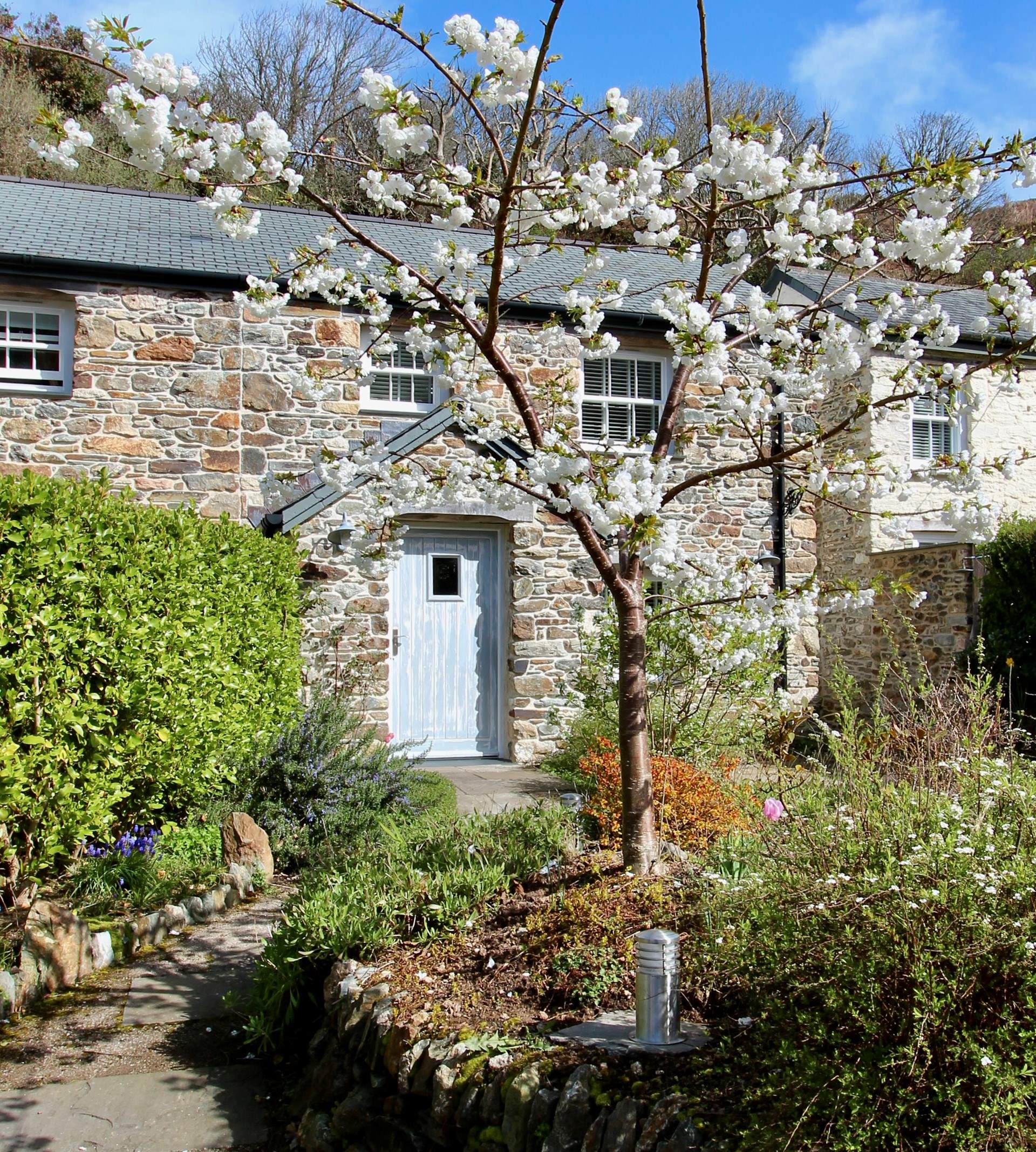 The beautiful Mount Fuji cherry blossom tree greets you along the path. 