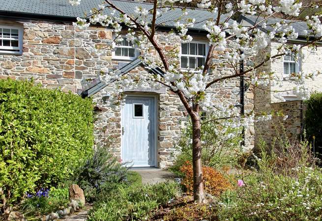 The beautiful Mount Fuji cherry blossom tree greets you along the path. 
