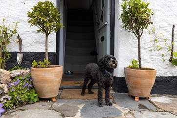 Everyone is welcome, including your four-legged friend.