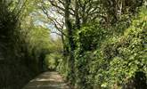 The little lane leading down to the cove.  - Thumbnail Image