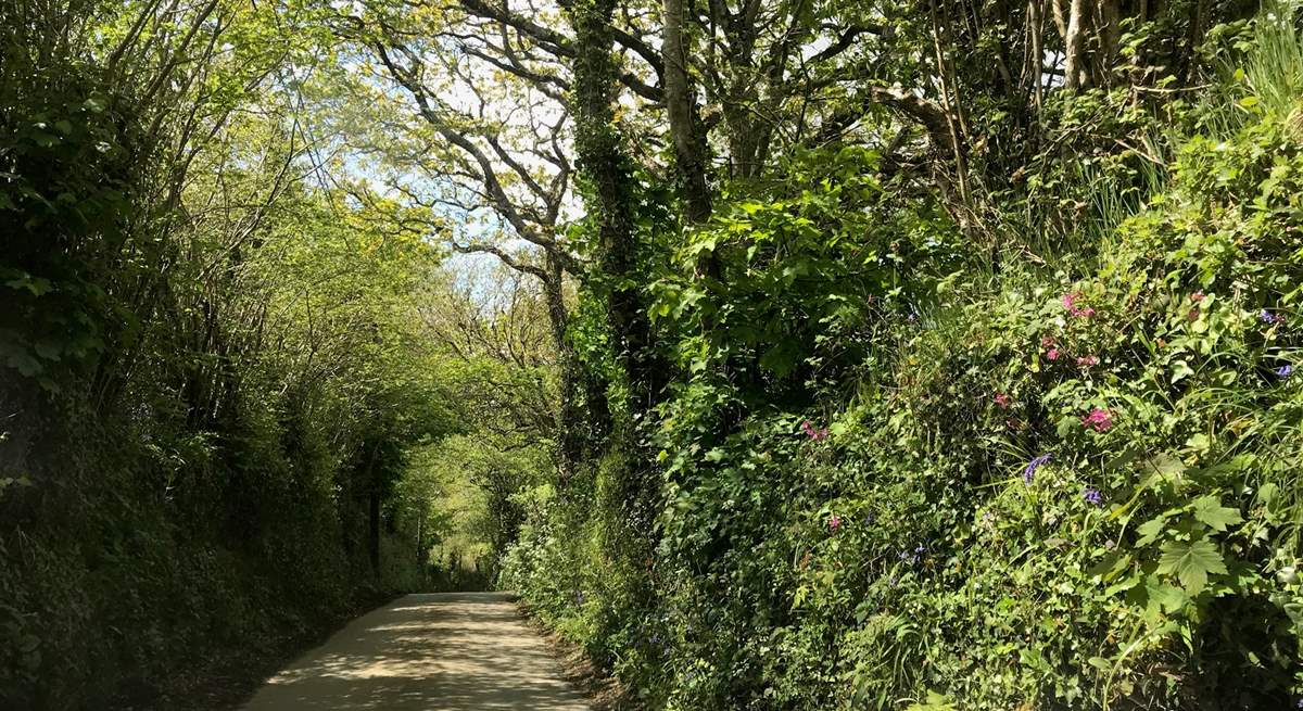 The little lane leading down to the cove. 