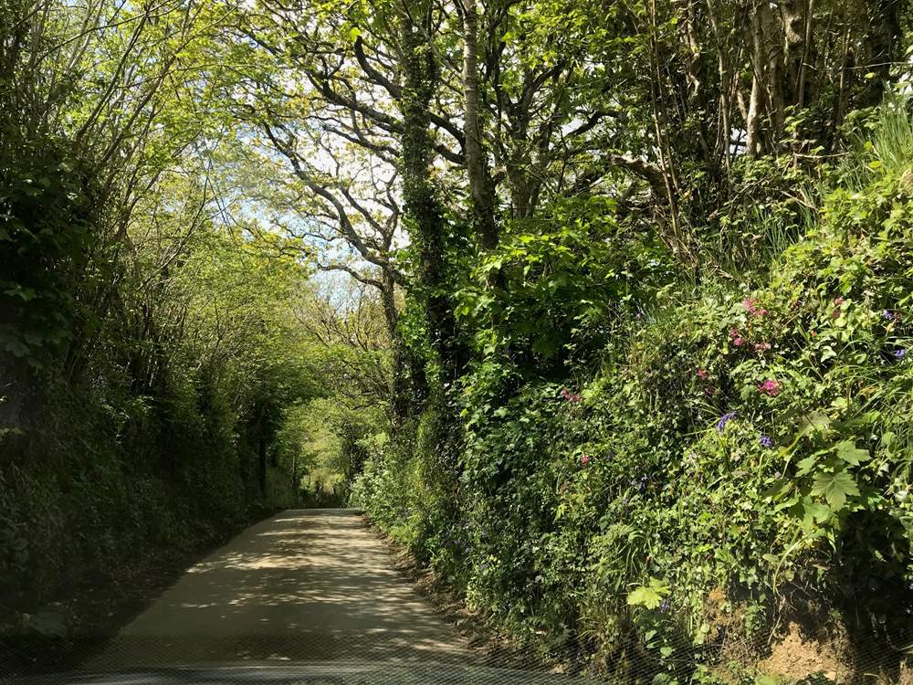 The little lane leading down to the cove.