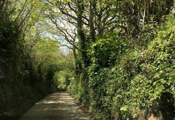 The little lane leading down to the cove. 