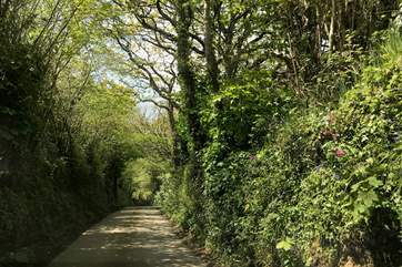The little lane leading down to the cove.