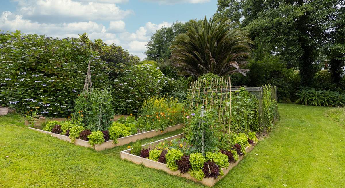 The lovely vegetable patch.