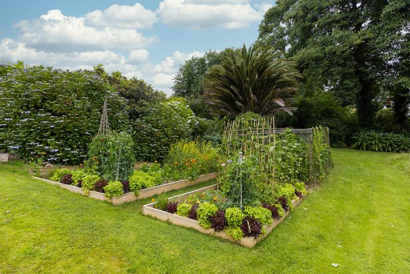 The lovely vegetable patch.