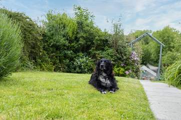 Your dog will love it here!