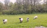 Say hello to the owner's friendly sheep. - Thumbnail Image